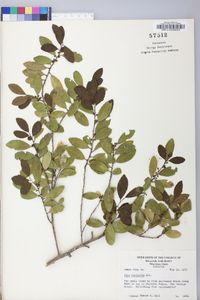 Ilex vomitoria image