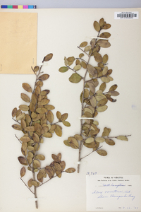 Ilex vomitoria image