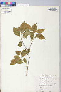 Celastrus scandens image