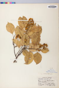 Celastrus scandens image