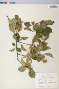 Celastrus scandens image