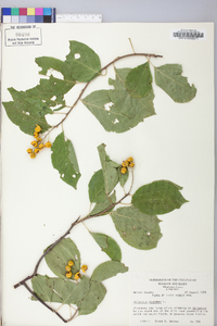 Celastrus scandens image