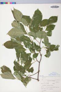 Celastrus scandens image