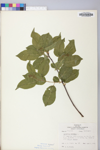 Celastrus scandens image