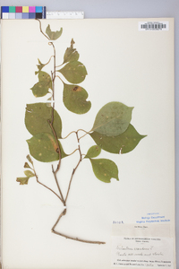 Celastrus scandens image