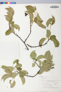 Celastrus scandens image