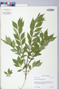 Euonymus alatus image