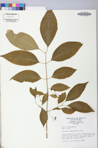 Euonymus atropurpureus image