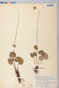 Parnassia asarifolia image