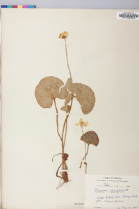 Parnassia asarifolia image