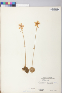 Parnassia asarifolia image