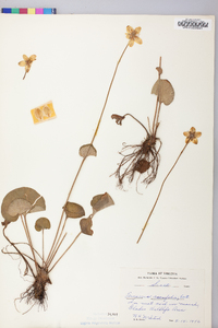 Parnassia asarifolia image