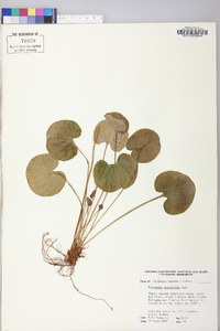 Parnassia asarifolia image