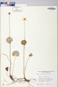 Parnassia asarifolia image