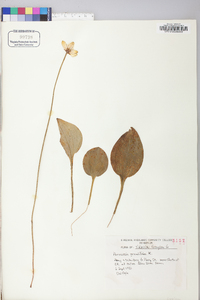 Parnassia grandifolia image