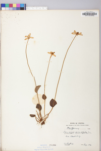 Parnassia grandifolia image