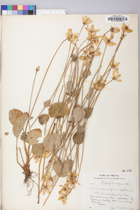 Parnassia grandifolia image