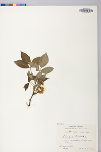 Parnassia grandifolia image