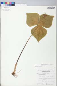 Trillium sulcatum image