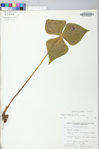 Trillium sulcatum image