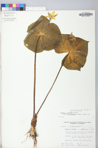 Trillium sulcatum image