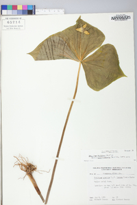 Trillium sulcatum image