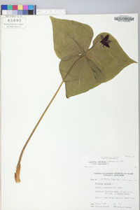 Trillium sulcatum image