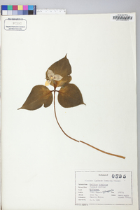 Trillium undulatum image