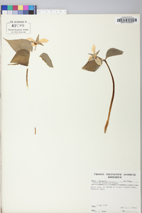 Trillium undulatum image