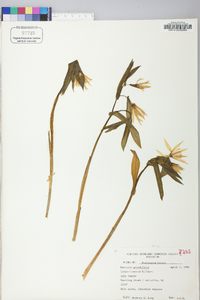 Uvularia grandiflora image