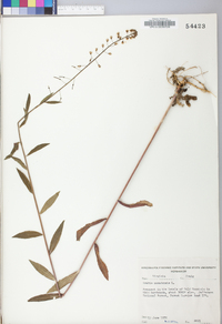 Borodinia canadensis image