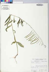 Borodinia canadensis image