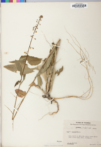 Borodinia canadensis image