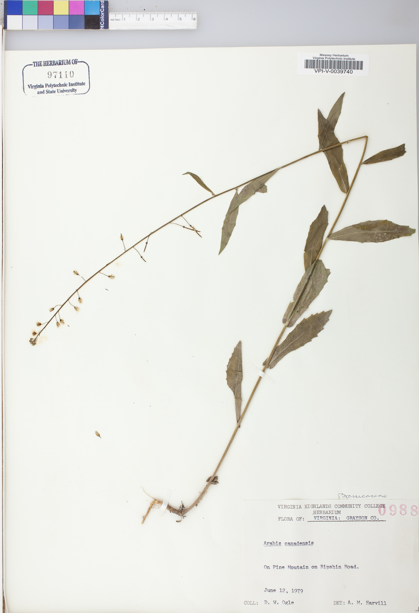 Borodinia canadensis image