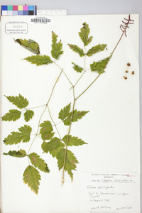 Actaea pachypoda image