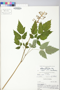 Actaea pachypoda image