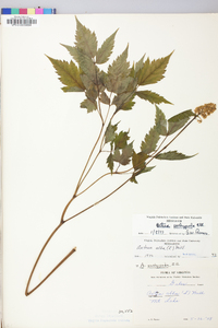 Actaea pachypoda image