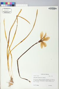 Zephyranthes atamasca image