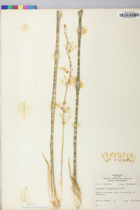 Sansevieria thyrsiflora image