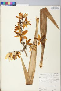 Yucca filamentosa image