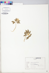 Anemone quinquefolia image
