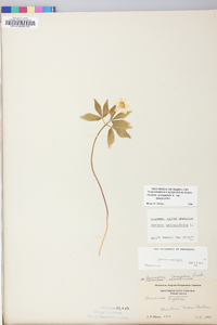 Anemone quinquefolia image