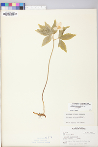 Anemone quinquefolia image