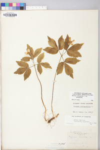 Anemone quinquefolia image