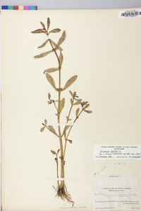 Ammannia latifolia image