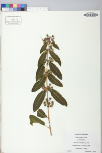 Decodon verticillatus image