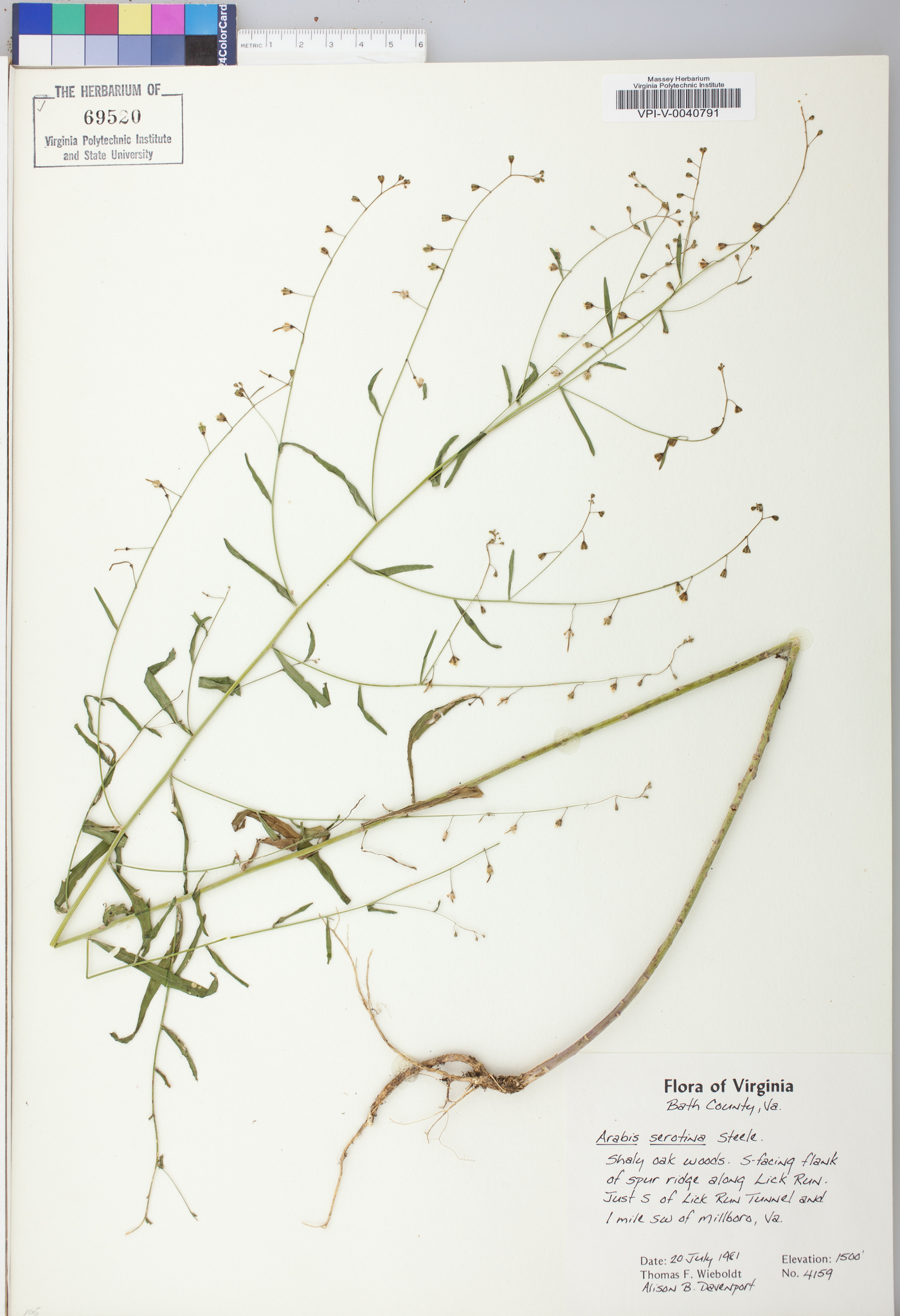 Borodinia serotina image