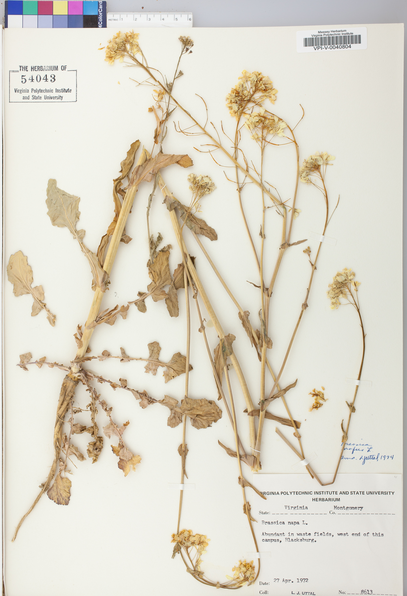 Brassica napus image