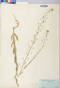 Camelina microcarpa image