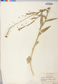 Camelina microcarpa image